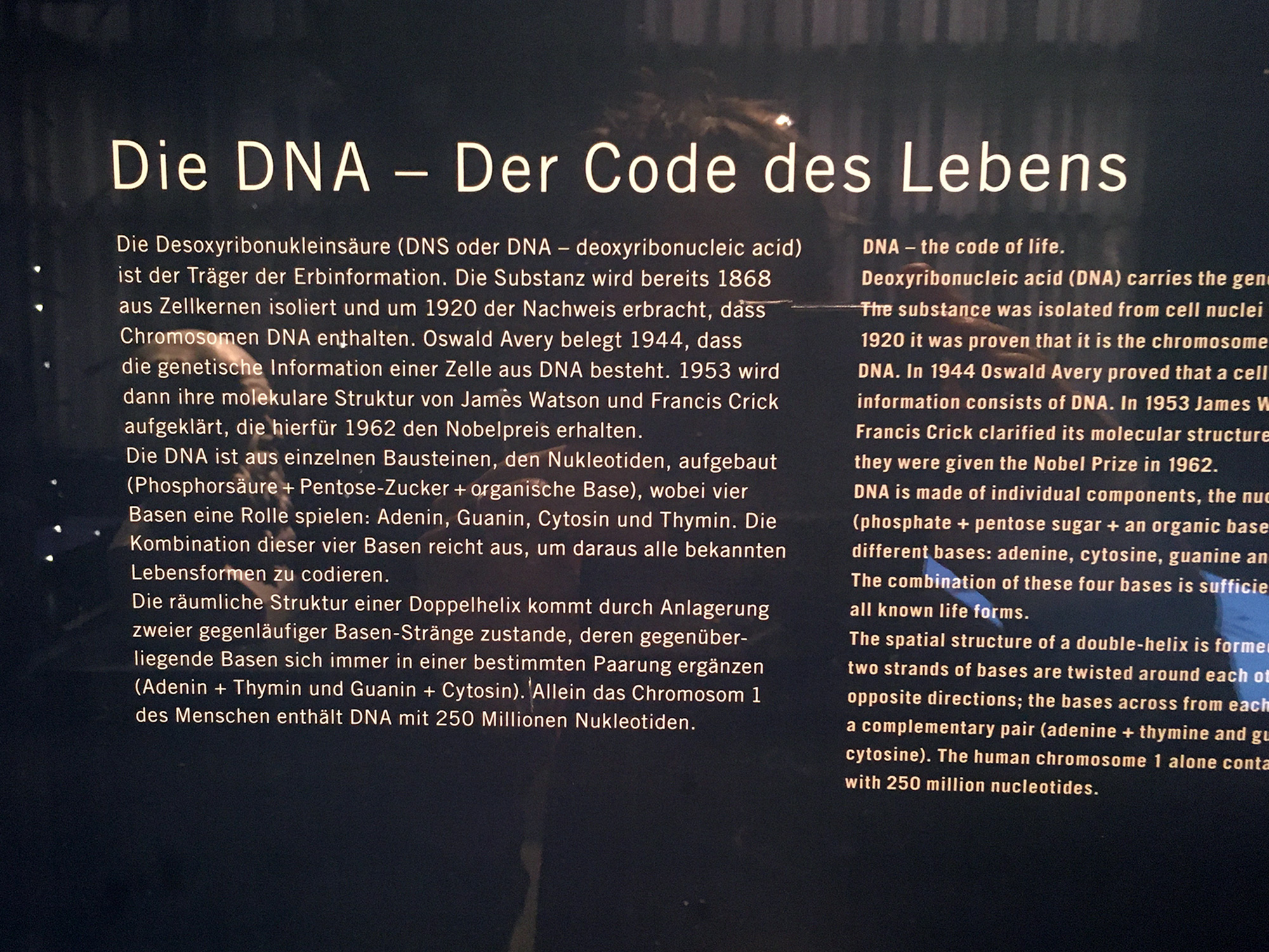 Tafel: DNA im Museum für Naturkunde, Berlin ©K. Schwahlen 2019