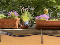 Blühende lilafarbene Blumen in töernen Pflanzkästen © Katrin Schwahlen 2024