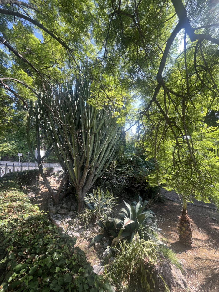 Kakteen in der Altstadt von Bordighera © Katrin Schwahlen 2025